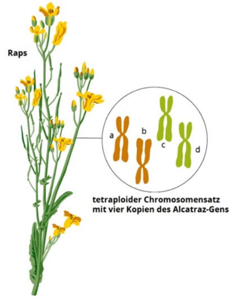 Rapspflanze mit Einblendung von vier Chromosomenkopien (tetraploid)